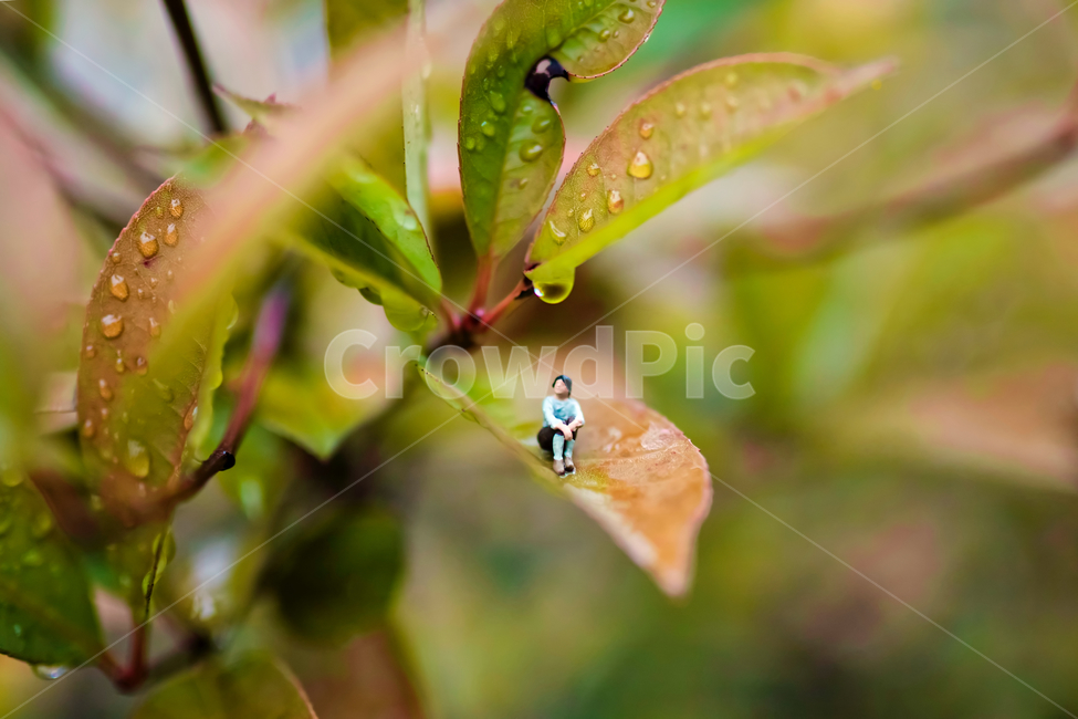 speculation,rest,rain,memory,thought,tree leaves,autumn rain,leaf,raindrop,longing,water drop,late fall,autumn,Maple