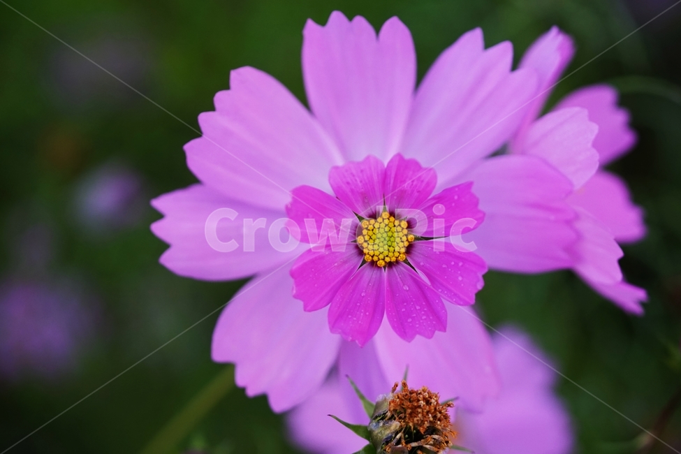 코스모스,야생화,식물,가을,아침이슬,가을,계절,fall,autumn,season,식물,자연,plants,nature,꽃,flower,plant