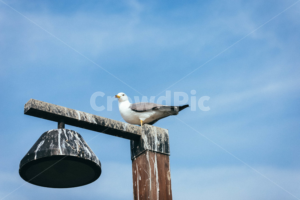 bird,갈매기,새,animal,동물,seagull