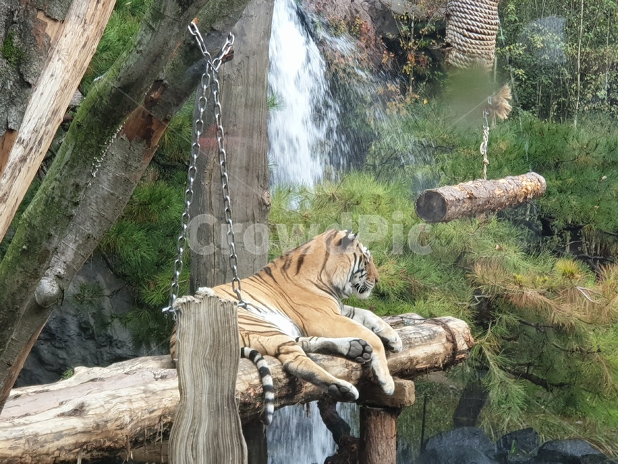 동물,호랑이,야생동물,tiger,animal,mammal,포유류,wildlife,물,폭포,소나무,나무,뒷모습,뒷태,늠름,멋짐
