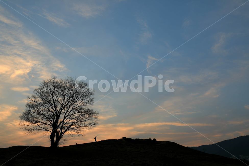 노을,연인,해넘이,붉은노을,나무,나홀로나무,자연,풍경,nature,landscape,실루엣,그림자,silhouette,shadow,tree,plant,식물