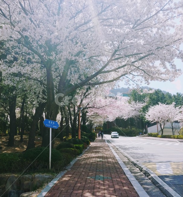 벚꽃,cherryblossom,さくら,분홍,봄