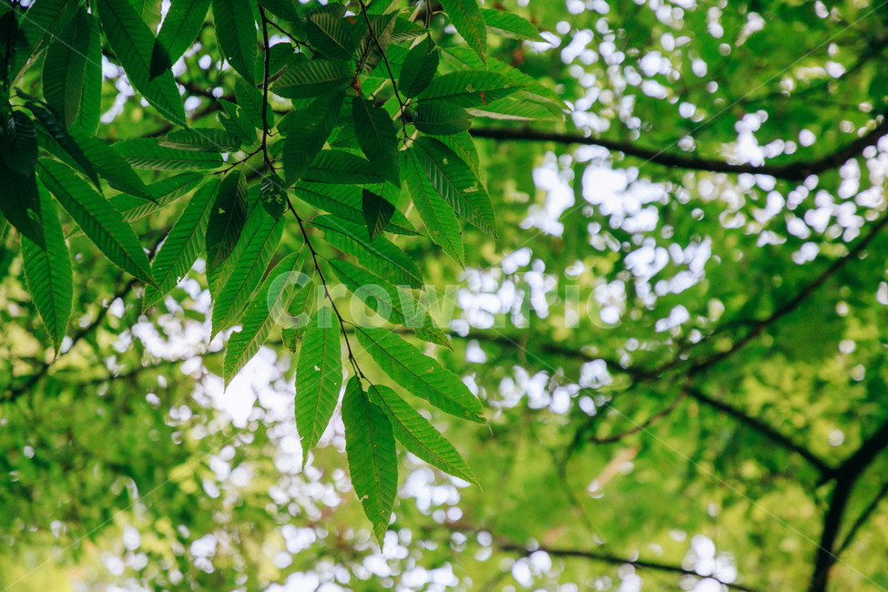 나무,나뭇잎,감나무,풀잎,초록,자연,싱그러운,햇살,tree,green,leaf,식물,자연,plants,nature