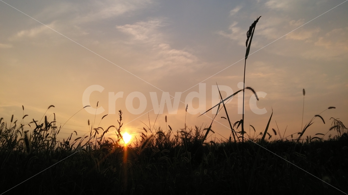 저녁노을,풍경,해넘이,따뜻함,갈대,자연,풍경,nature,landscape,식물,plants,실루엣,그림자,silhouette,shadow,grass,잔디,plant,lawn