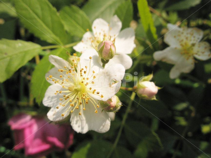 꽃,봄,식물,봄꽃,백색,flower,spring,botany,근접촬영,식물,자연,plants,nature,꽃,flower
