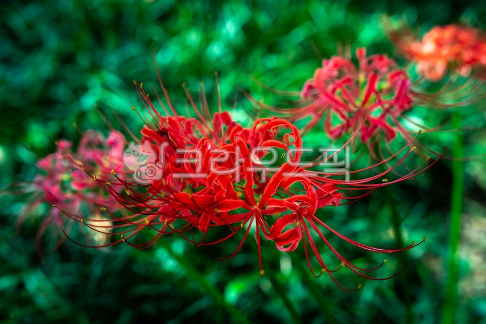 anther,A bunch of flowers,Similarization,flower