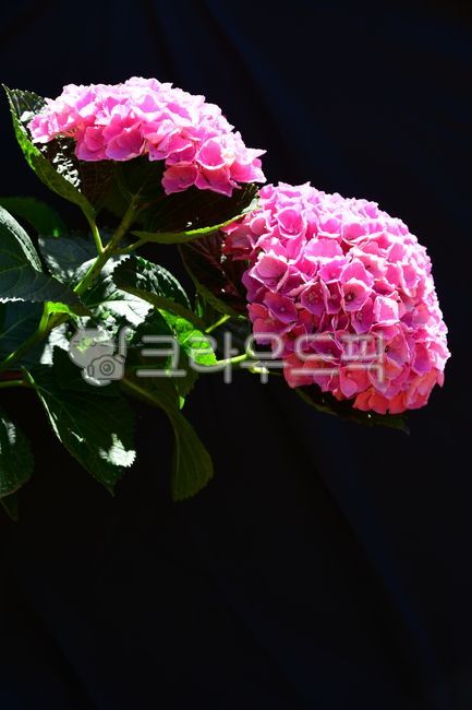 수국,수국꽃,분홍수국,여름꽃,수국정원