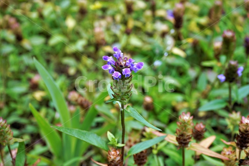 꿀풀,식물,자연,nature,plant,prunellavulgaris,selfhealherb