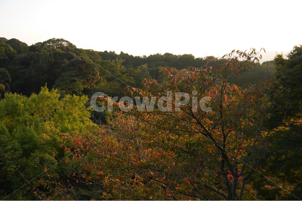 자연,나무,나뭇잎,석양,노을,실루엣,초록색,녹색,green,단풍,단풍잎,자연경관,장관,풍경,경치,자연,풍경,nature,landscape,tree,plant,식물