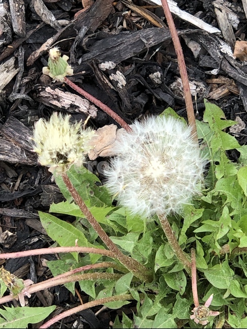 plant,식물,민들레,민들레씨앗,nature
