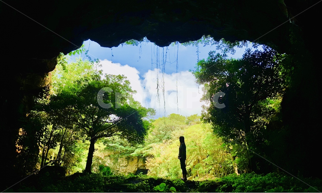 제주도,제주풍경,포토존,동굴,나무,식물,힐링,인생샷,제주여행,자연,휴식