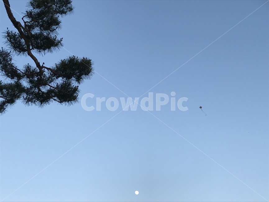하늘,연,연날리기,달,나무,sky,moon,kite,tree,nature