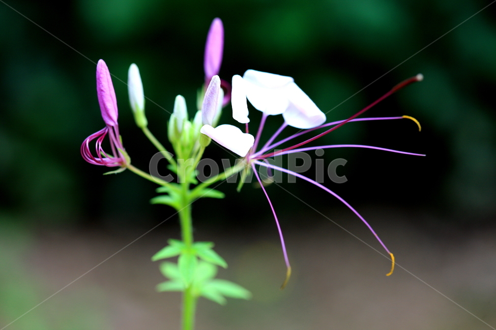 꽃,식물,봄,계절,풍경,식물,자연,plants,nature,꽃,flower