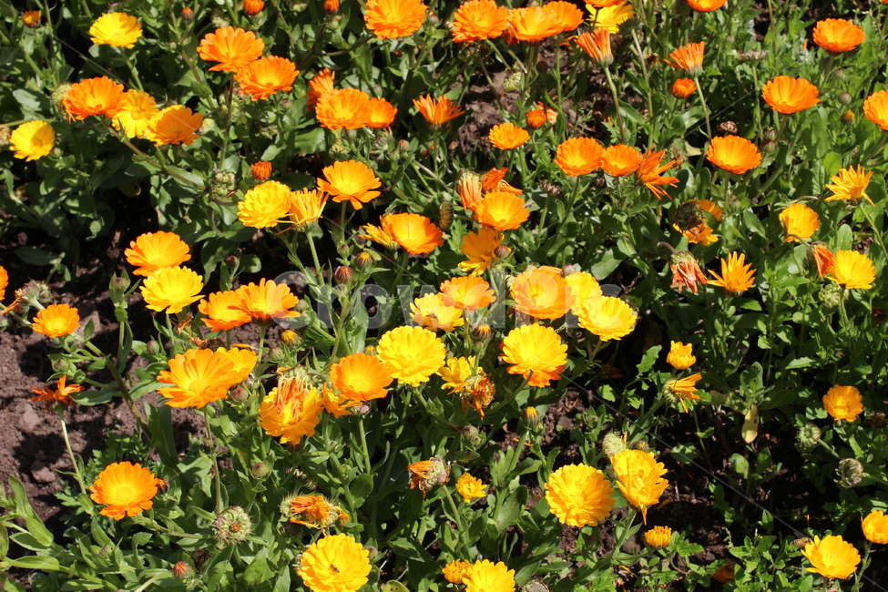 꽃,봄,하늘,오름,제주,봄,계절,spring,season,식물,자연,plants,nature,꽃,flower,plant,blossom