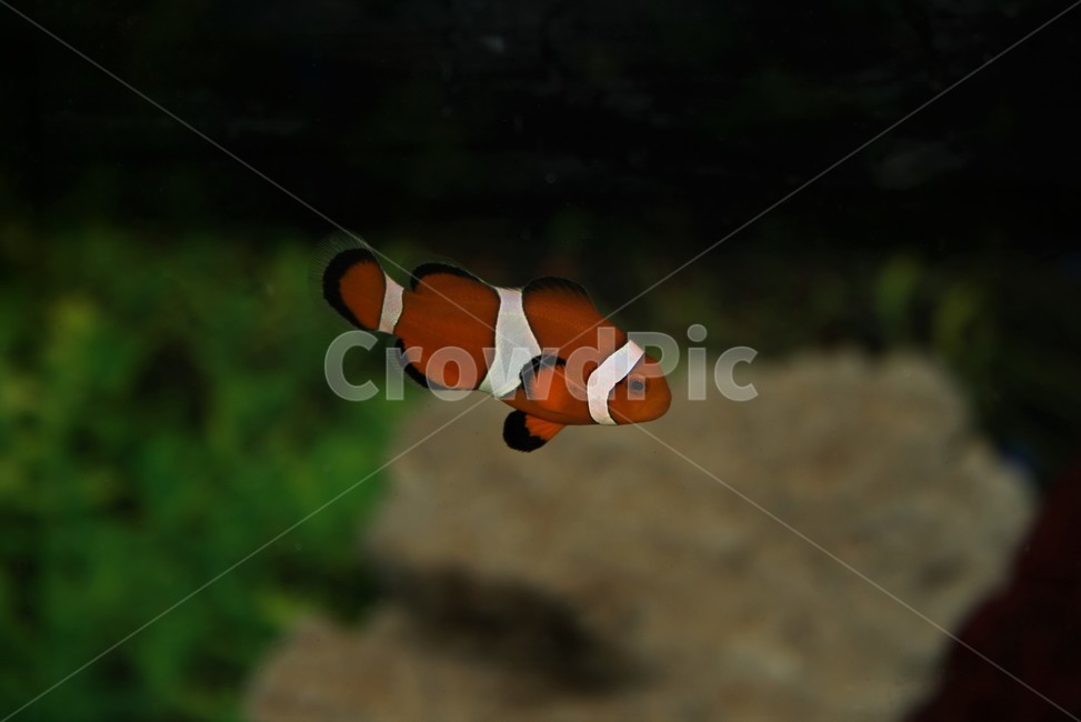 흰동가리,자리돔과,니모,클라운피쉬,아네모네피쉬,동물,animal,어류,물고기,fish