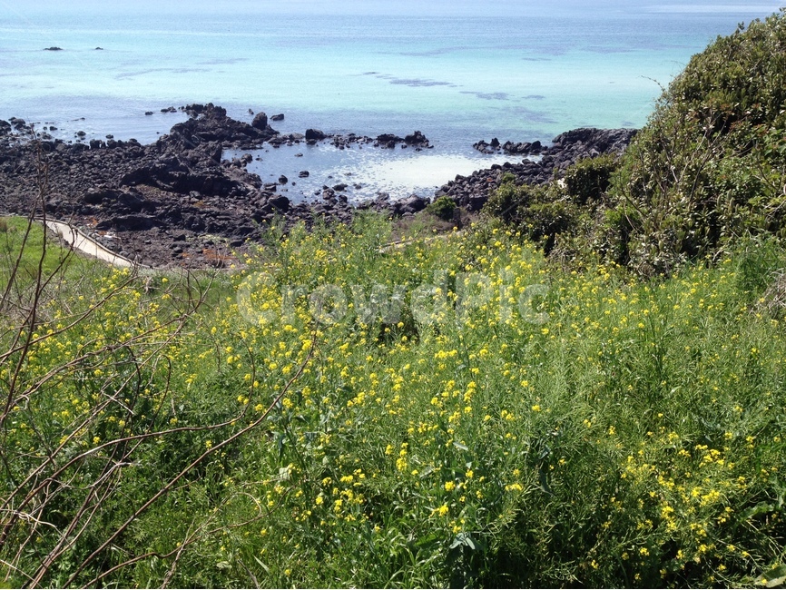 제주도,유채꽃,제주바다,현무암,올레길,자연석,제주길,에메랄드바다,자연,풍경,nature,landscape,한국자연풍경,한국자연경관,korea nature landscape,제주도,jeju,jeju island,grassland,목초지,outdoors,옥외,field,들,plant,식물,rural,농촌,farm,농장,meadow
