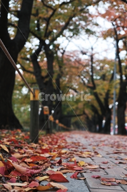 가을,낙엽,autumn,감성,필름,fujifilm,xt2,가을,계절,fall,autumn,season,tree,나무,plant,식물,leaf,잎,path,통로,tree trunk,나무 줄기