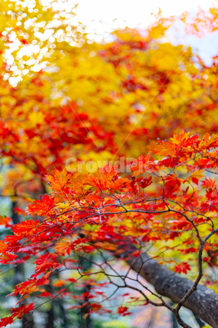 단풍,maple,나뭇잎,leaf,울긋불긋,turnred,가을,계절,fall,autumn,season,잎,plant,식물,tree,나무