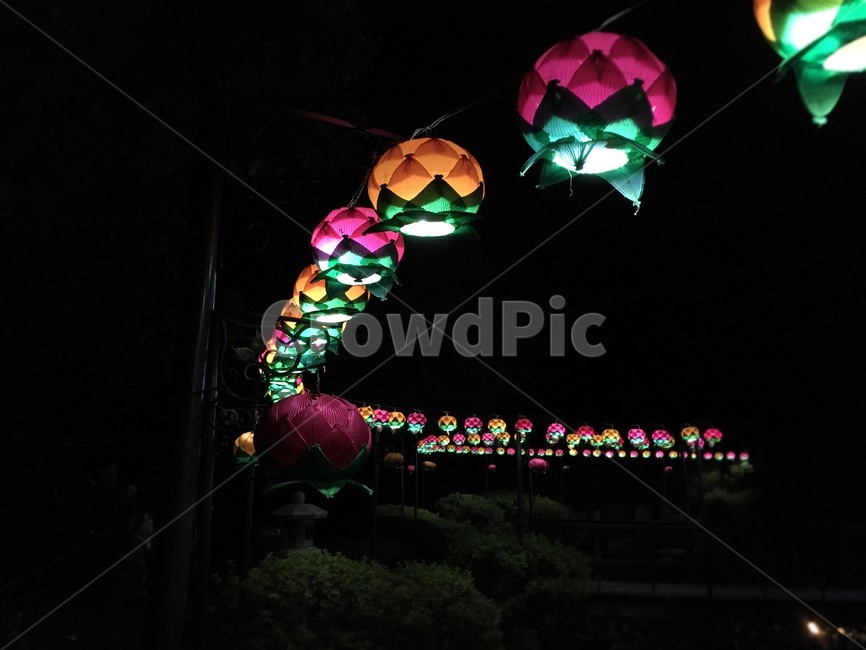 연꽃등,연꽃,불교,부처님,야경,lotus,buddhism,temple,절,종교,종교,신앙,religion,belief,faith