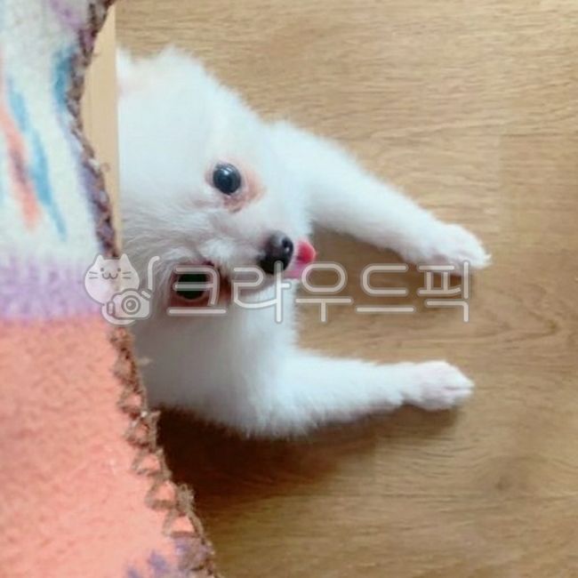 A puppy that makes fun of me,Twolegged puppy,form,pomeranian,A wellbehaved puppy