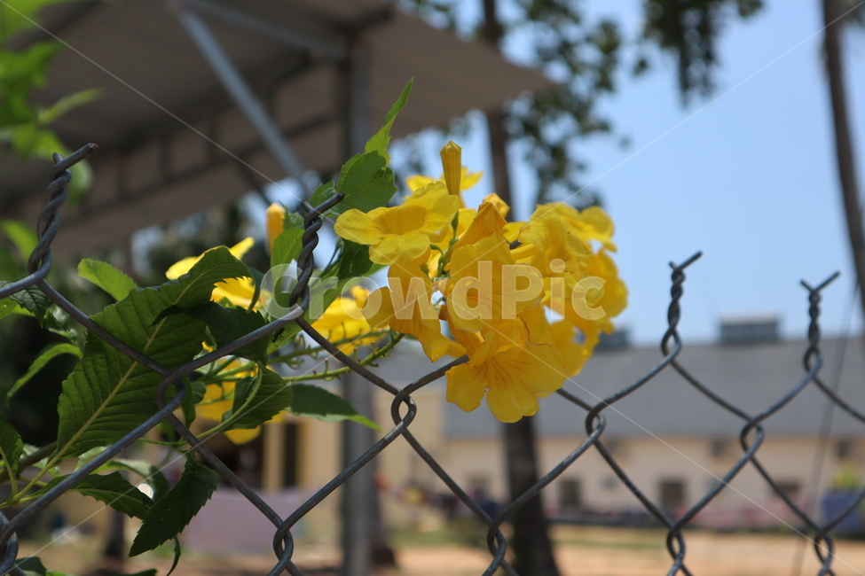 식물,꽃,노란색,노랑,plant,철장,평호로움,식물,자연,plants,nature,꽃,flower