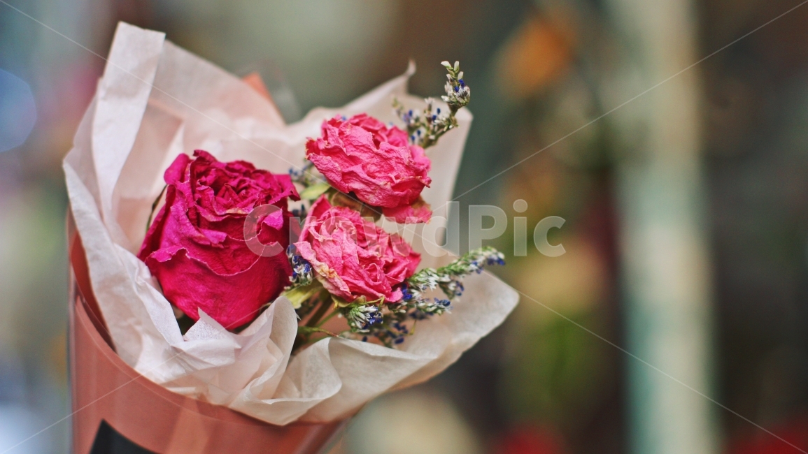 꽃,드라이플라워,장미,꽃다발,flower,식물,자연,plants,nature,꽃,flower,기념일,축하,anniversary,congratulation,celebrate,celebration