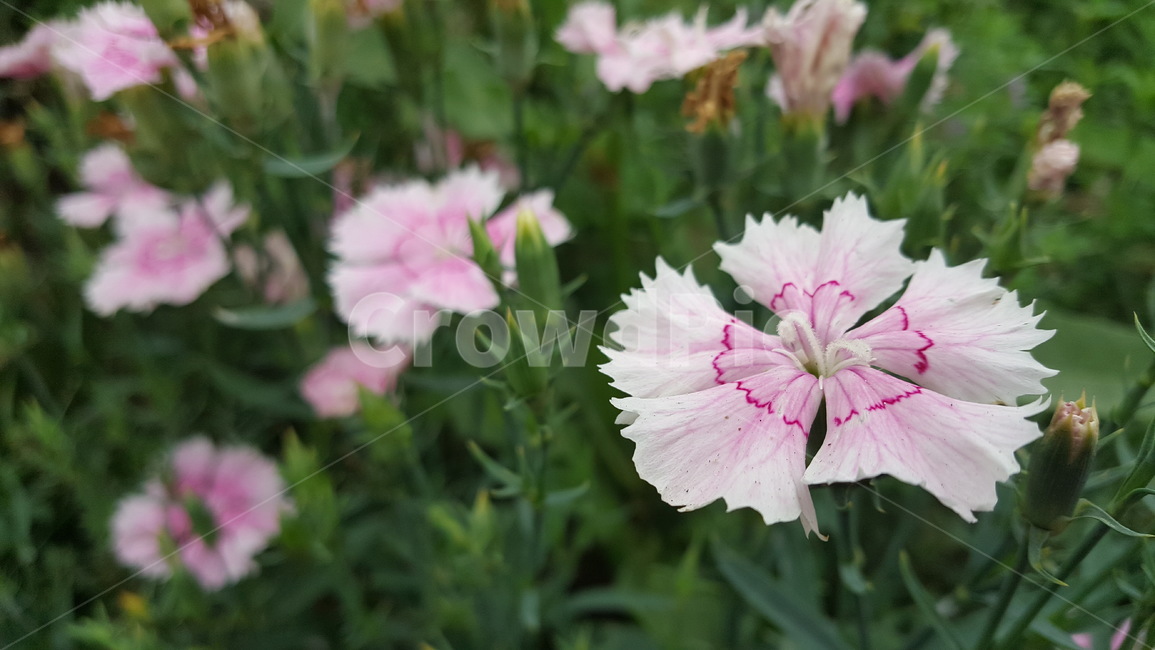 야생화,flower,colourful,꽃,분홍색