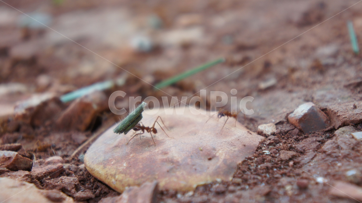 개미,곤충,돌,흙,자연,부지런한개미,insect
