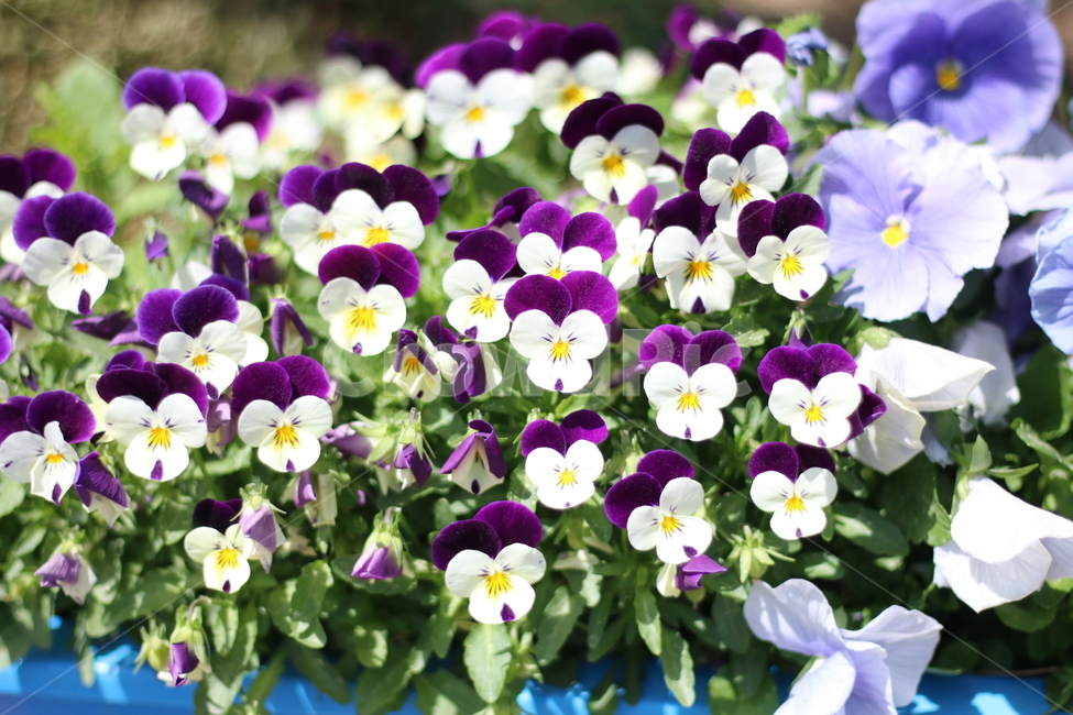 여름,화단,화분,꽃,펜지,삼색제비꽃,식물,자연,plants,nature,꽃,flower