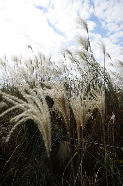 가을,억새,자연,nature,plant,식물,하늘,구름,식물,자연,plants,nature