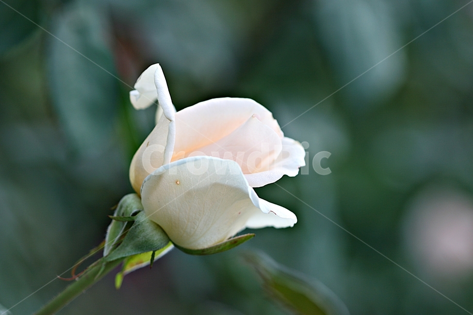 장미,꽃,식물,봄꽃,고백,화려한,식물,자연,plants,nature,꽃,flower