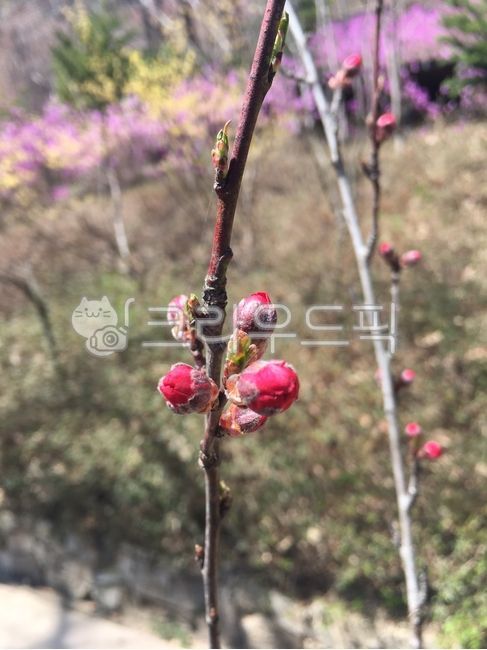 빨간꽃,몽우리,나무,새싹,식물,꽃,flower,blossom