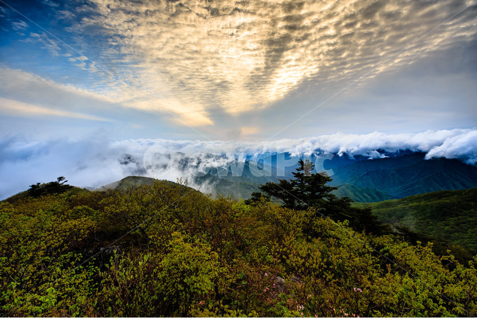 지리산,운해,봄,구름,새벽,숲,지리산운해,자연,풍경,nature,landscape,한국자연풍경,한국자연경관,korea nature landscape,mountain,산,mountain range,산맥,outdoors,옥외