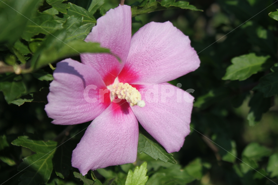 꽃,무궁화,식물,roseofsharon,목근화,식물,자연,plants,nature,꽃,flower