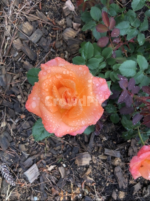 장미,꽃,장미꽃,식물,아웃포커싱,풍경,풍경사진,봄,계절,spring,season,식물,자연,plants,nature,꽃,flower,rose,plant,blossom