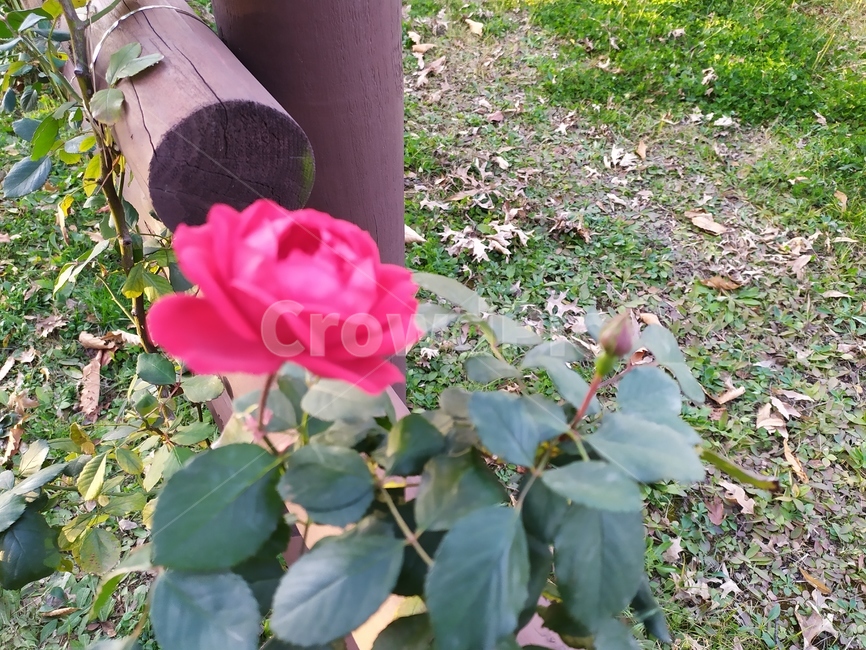 garden,정원,outdoors,옥외,꽃,장미,rose,flower,식물,자연,plants,nature,꽃,flower