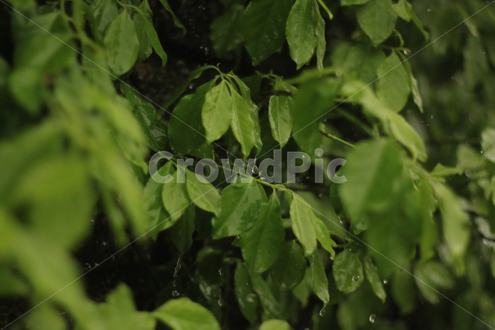 덩굴,담,비,빗방울,잎,잎사귀,열매,길,담쟁이덩굴,boston,rian,raindrop,leaf,street,식물,자연,plants,nature