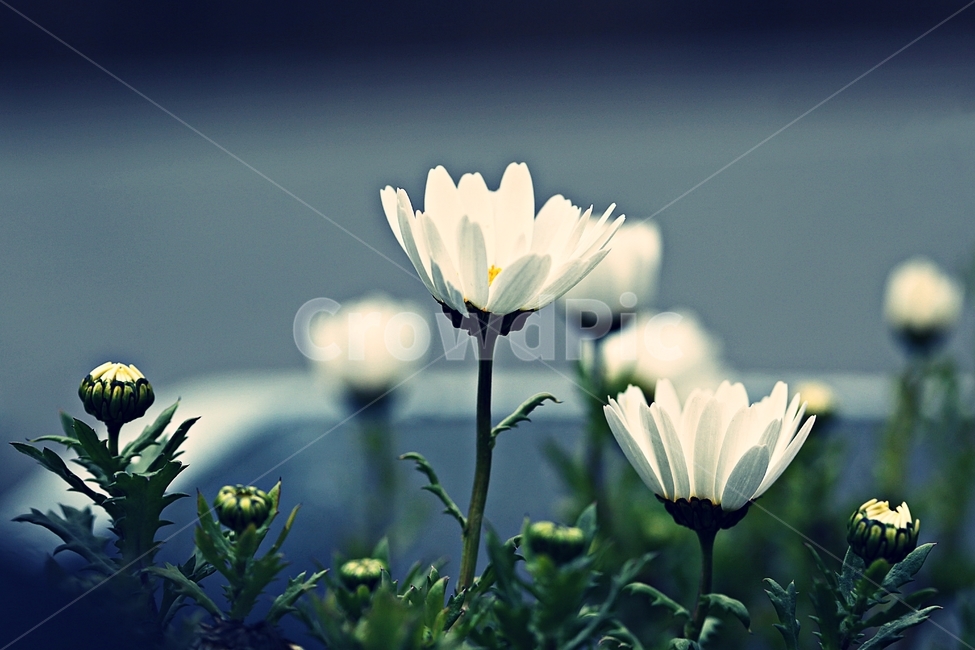 꽃,식물,공원,자연,배경,식물,자연,plants,nature,꽃,flower