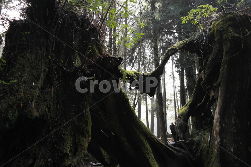 자연,하트,사랑,나무,신비,love,하트모양,형상,식물,자연,plants,nature,나무,trees,wood