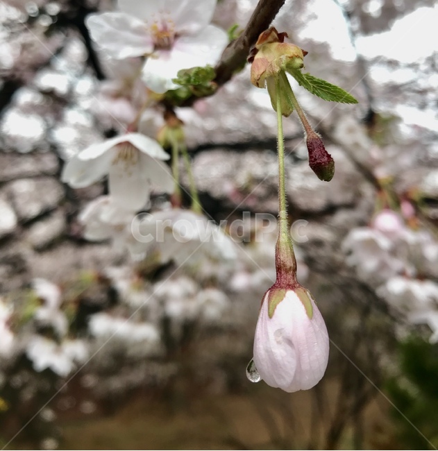 벚꽃,꽃,아침,이슬비,이슬비벗꽃,plant,식물,flower,blossom,cherryblossom