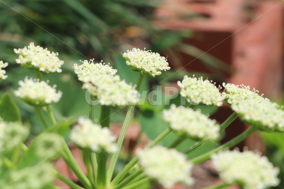 Herbs,white flower,Ssam vegetables,nature,windbreak flower,ant,Agricultural products,vegetable,small flower,flower,wildflowers,Perilla oil sprouts,plant,insect,windbreak greens