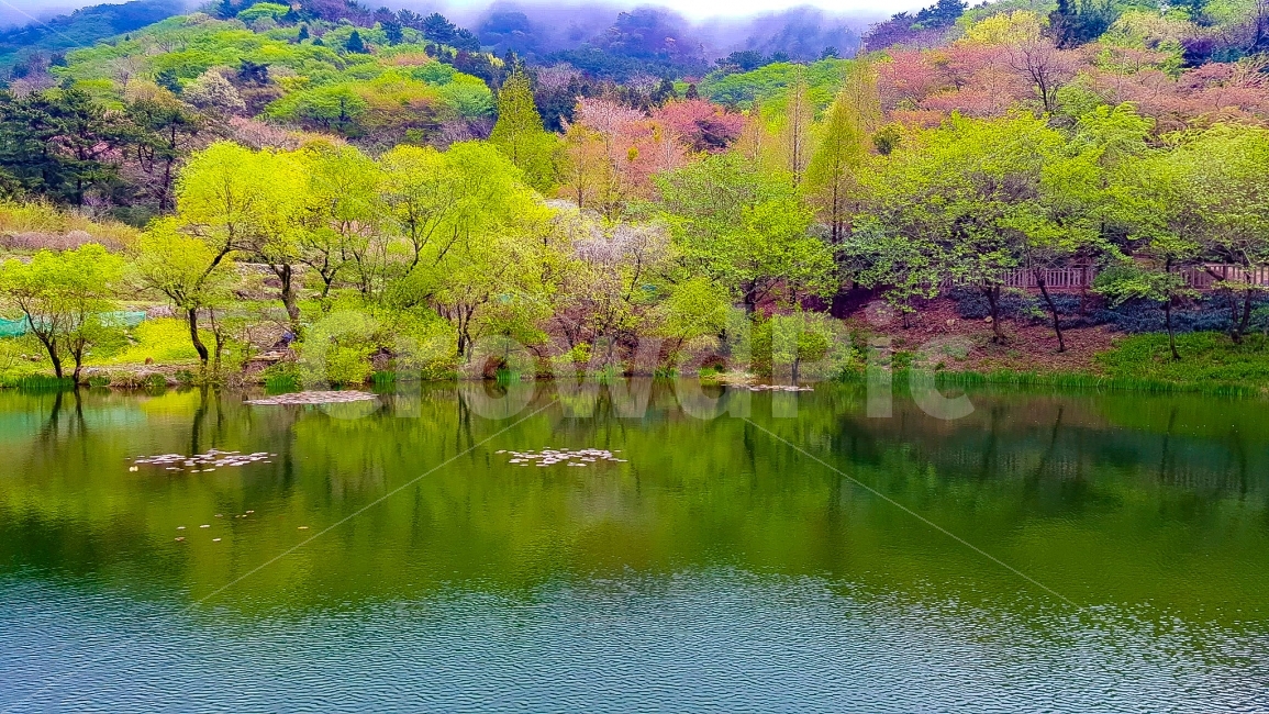 봄,연못,저수지,나무,산,물,자연,풍경,nature,landscape,봄,계절,spring,season,water,outdoors,옥외