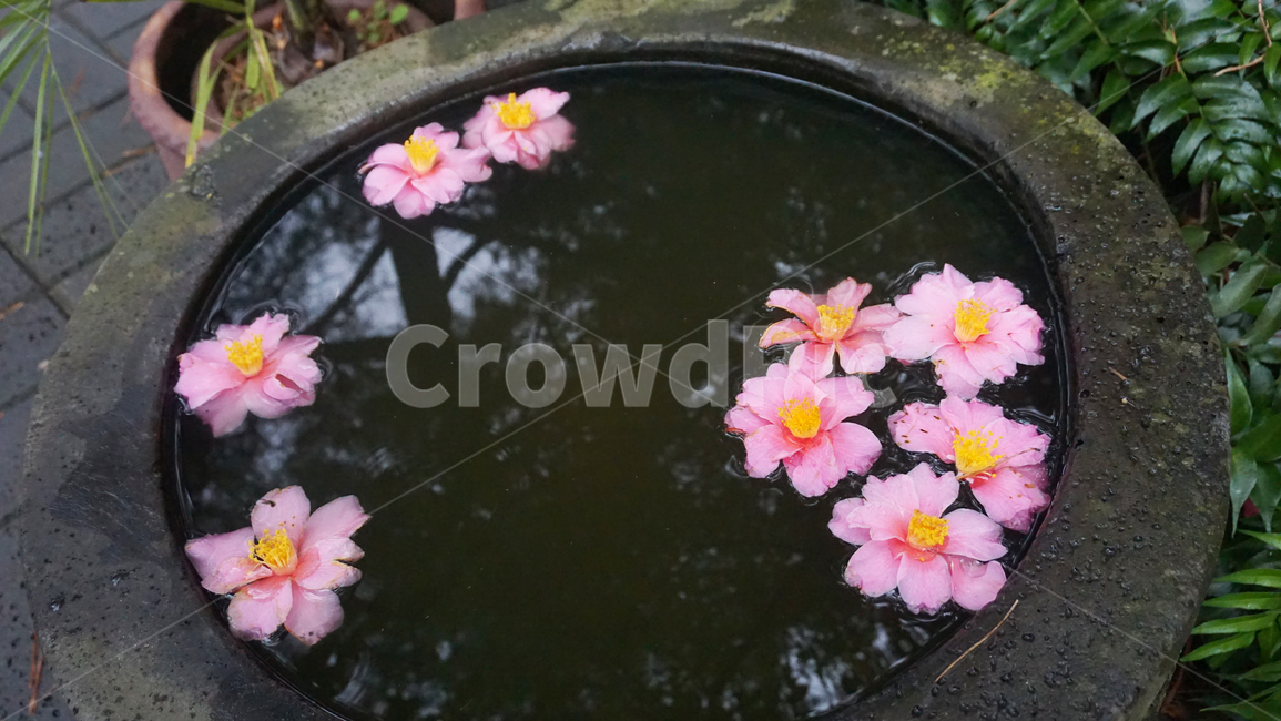 꽃,물,분홍색꽃,flower,플라워