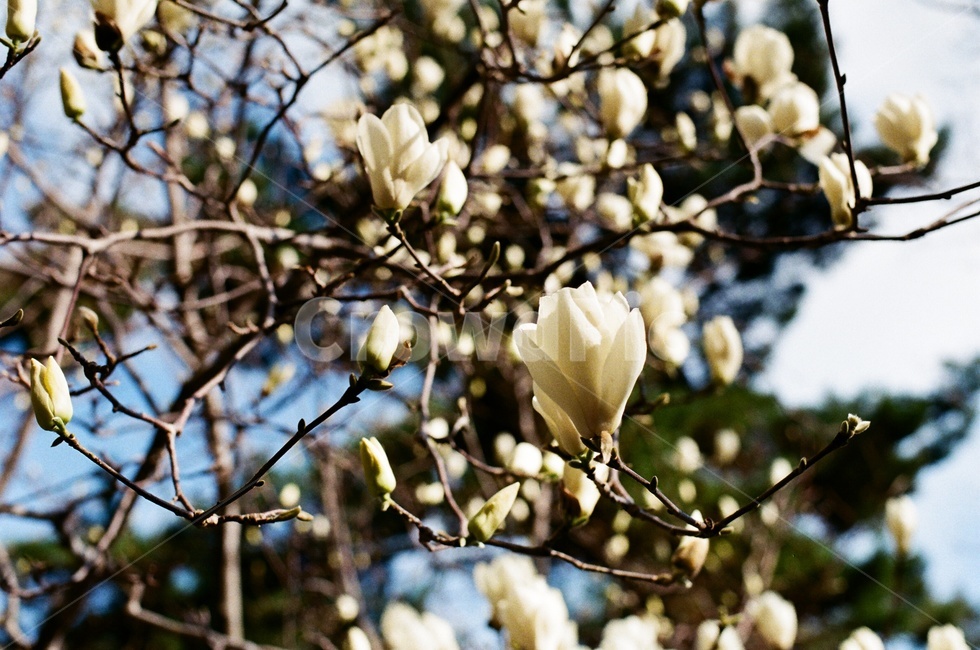 목련,백목련,mongolia,flower,목련꽃,순수,pure,plant,식물,자연,nature,식물계,plantae,현화식물문,목련목,목련나무,식물도감,배경화면,design,홍보,카달로그,봄,계절,꽃,whiteflower,prettyflower,beautifulflower,필름사진,식물,자연,plants,nature,꽃,flower