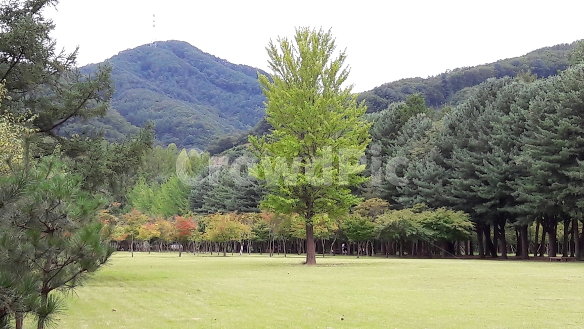 남이섬,숲,나무,산,잣나무