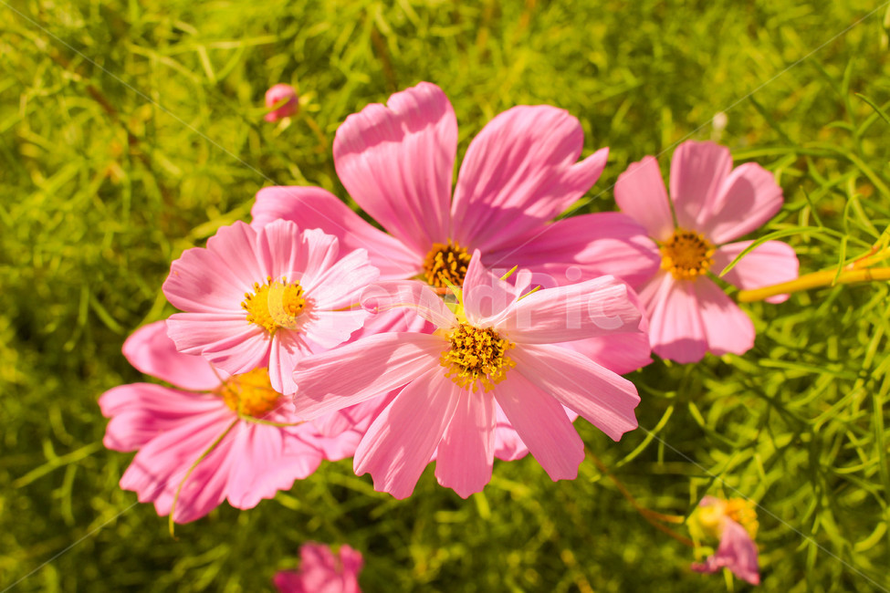 코스모스,가을,핑크,꽃,핑크색,pink,flower,plant,green,잔디,가을꽃