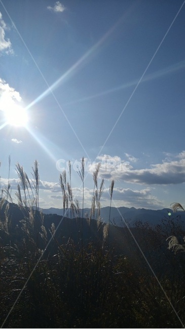 맑음,하늘,갈대,정상,빛,햇빛,산,드라이브,sunlight,light,자연