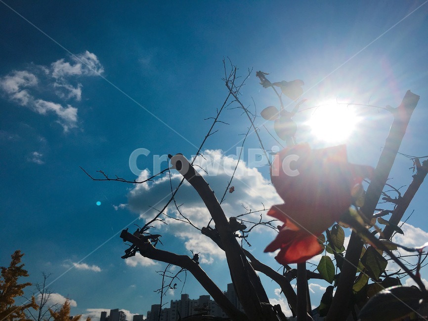 하늘,태양,빛,장미,꽃,햇살,장미꽃,rose,실루엣,구름,식물,sky,cloud,palnts,sun,sunny,눈부신,sunshine,sunnyday,야외