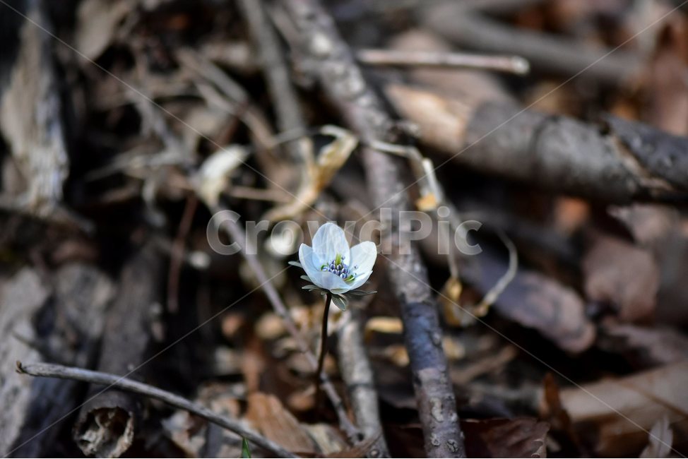 변산바람꽃,2018년,3월,야생화,꽃,생태,식물,자연,들꽃,산꽃,봄,감성,힐링,플라워,계절,시즌,wild,Flower,plants,nature,spring,season,배경,나무,목본,풀,초본,미나리아재비과,너도바람꽃속,flower,생태사진,봄꽃,변산,원조,자생지,오리지널,봄,계절,spring,season,식물,자연,plants,nature,꽃,flower,plant,blossom
