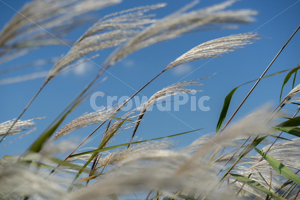 갈대,억새,가을,하늘,구름,감성,풍경,자연,가을,계절,fall,autumn,season,plant,식물,grass,잔디